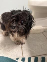 Found/Stray Female Dog last seen Scott’s Hill Loop Road, Wilmington, NC 28411