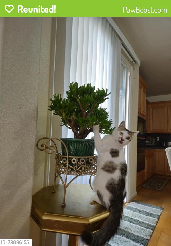 Reunited Female Cat last seen Canyon Oaks Elementary School, American Canyon, CA 94503