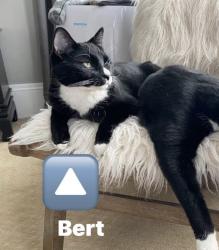 Lost Male Cat last seen Old Hwy 395, Kootenai County, ID 83801