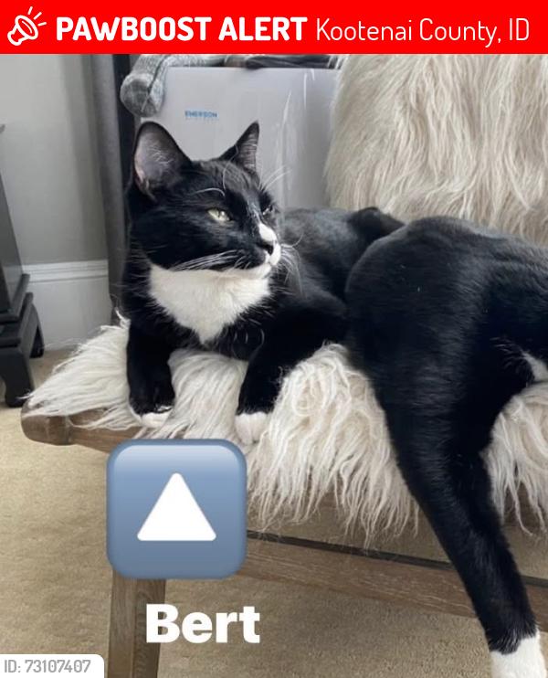 Lost Male Cat last seen Old Hwy 395, Kootenai County, ID 83801