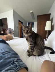 Lost Male Cat last seen Walmart on Joe B Jackson, Murfreesboro, TN 37127
