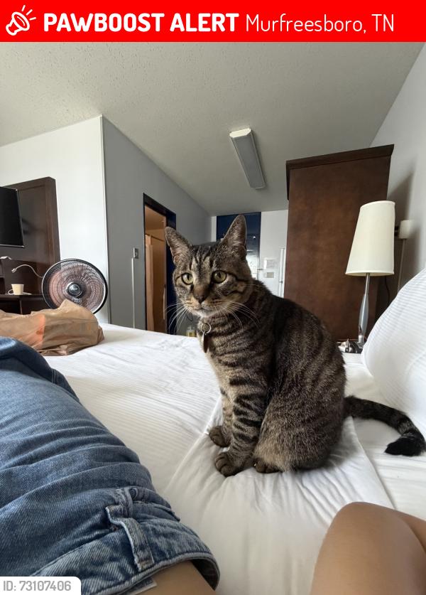 Lost Male Cat last seen Walmart on Joe B Jackson, Murfreesboro, TN 37127