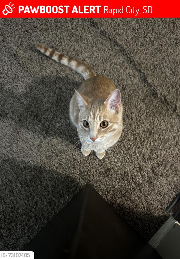Lost Male Cat last seen Walmart, Rapid City, SD 57701