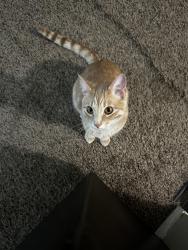Lost Male Cat last seen Walmart, Rapid City, SD 57701