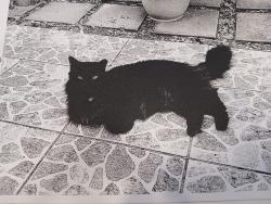 Lost Male Cat last seen W Village and Carrollwood Country Club, Tampa, FL 33618