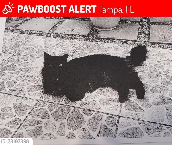 Lost Male Cat last seen W Village and Carrollwood Country Club, Tampa, FL 33618
