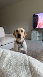 Reunited Female Dog last seen mccaleb road, chapel run neighborhood, Montgomery, TX 77316