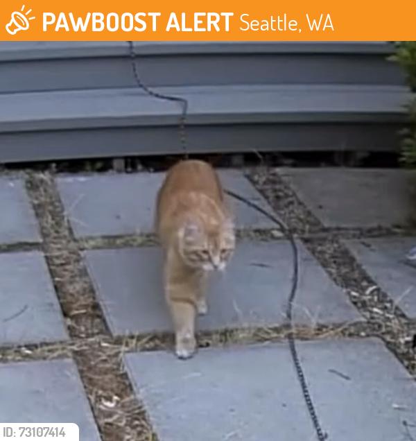 Found/Stray Unknown Cat last seen Near 23rd Ave NW, Seattle, WA 98117