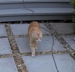 Found/Stray Unknown Cat last seen Near 23rd Ave NW, Seattle, WA 98117
