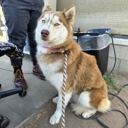Found/Stray Female Dog last seen Near Magnolia Ave, Long Beach, CA 90806, Long Beach, CA 90806