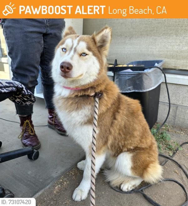 Found/Stray Female Dog last seen Near Magnolia Ave, Long Beach, CA 90806, Long Beach, CA 90806