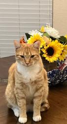 Lost Male Cat last seen Confederate Parkway, Lakeside, TX 76135