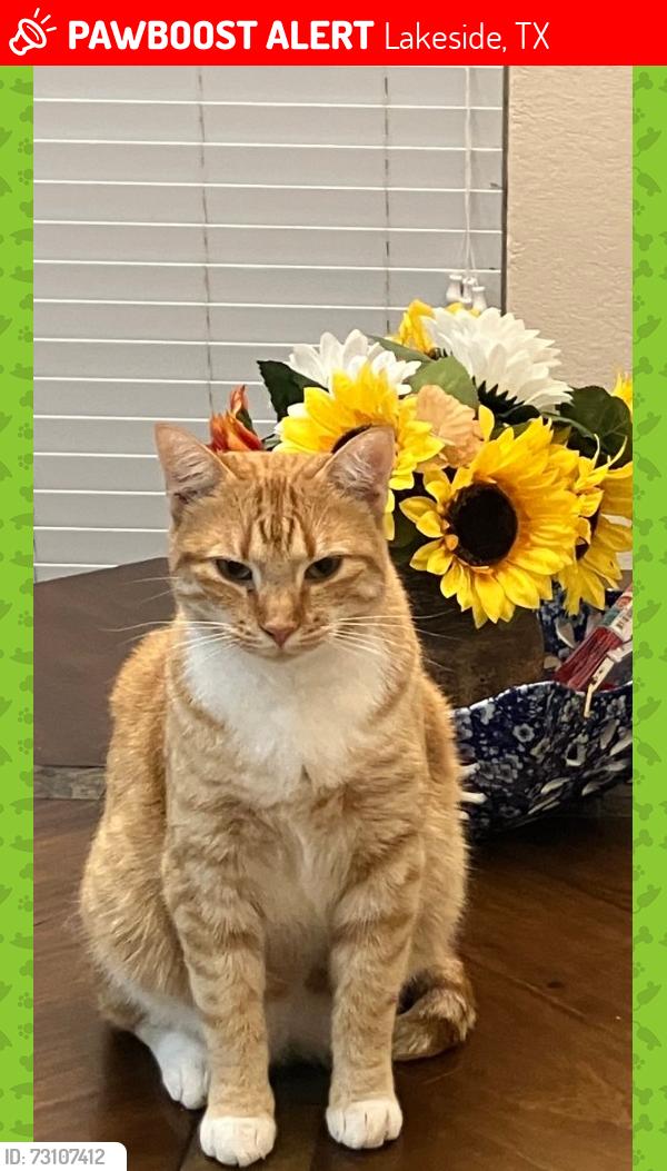 Lost Male Cat last seen Confederate Parkway, Lakeside, TX 76135