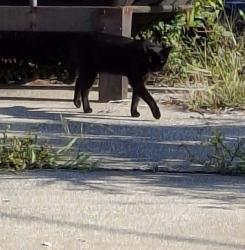 Found/Stray Unknown Cat last seen Lincoln Land on Sherwood St. off Hercules in Clearwater., Clearwater, FL 33765