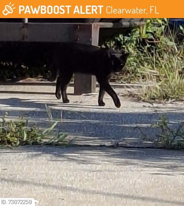 Found/Stray Unknown Cat last seen Lincoln Land on Sherwood St. off Hercules in Clearwater., Clearwater, FL 33765