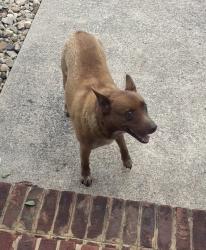 Reunited Female Dog last seen Jones Bridge Road, Greeneville, TN 37743