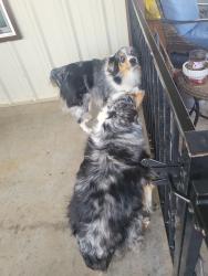 Reunited Unknown Dog last seen Grover and hmstd Drive, Lubbock, TX 79416