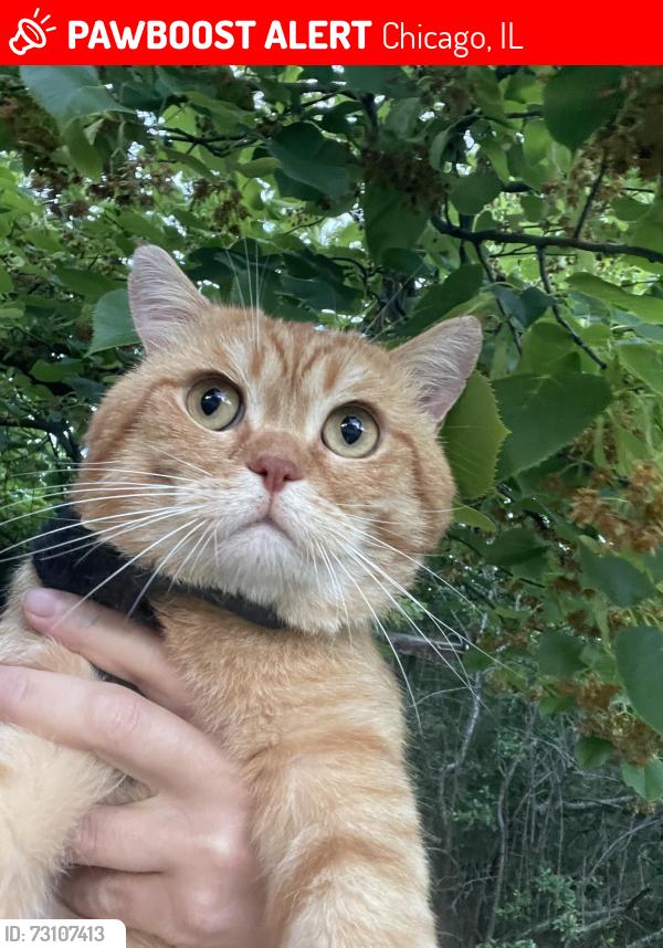 Lost Male Cat last seen N Monticello Ave & W Diversey ave, Chicago, IL 60618