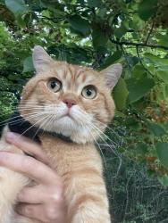 Lost Male Cat last seen N Monticello Ave & W Diversey ave, Chicago, IL 60618