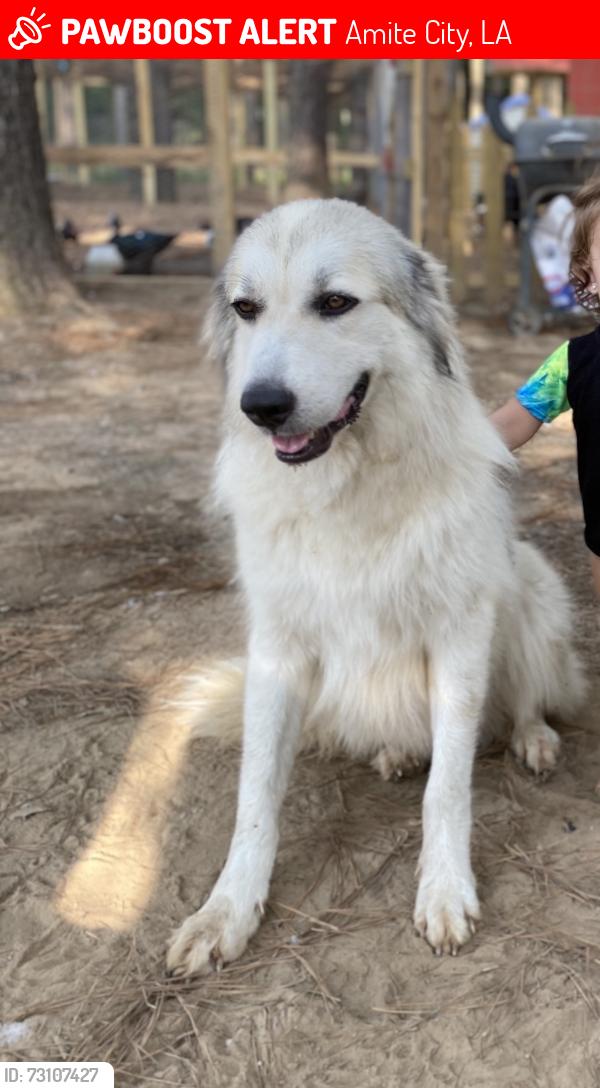 Lost Female Dog last seen Dykes Lane, Amite City, LA 70422