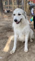 Lost Female Dog last seen Dykes Lane, Amite City, LA 70422