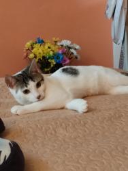Lost Male Cat last seen The Village School , Greater London, England NW9 0LA