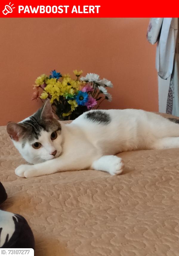 Lost Male Cat last seen The Village School , Greater London, England NW9 0LA