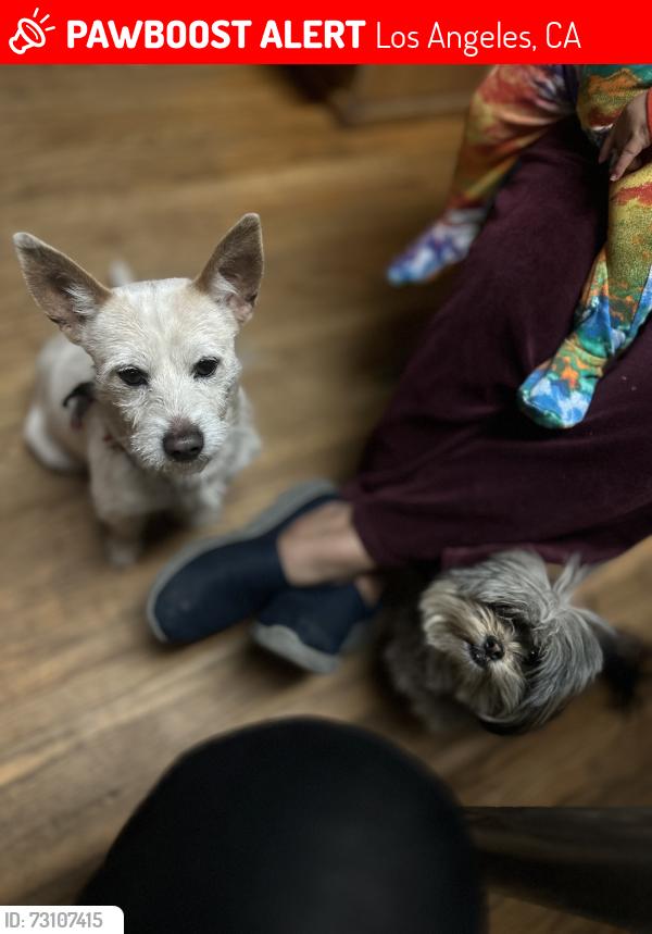 Lost Male Dog last seen Devonshire at., Los Angeles, CA 91311