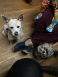 Lost Male Dog last seen Devonshire at., Los Angeles, CA 91311