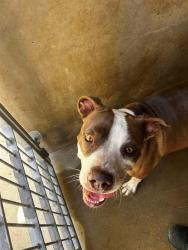 Shelter Stray Female Dog last seen , 130 Beyer Way, Chula Vista, CA 91911, USA