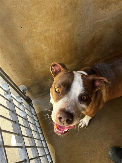 Shelter Stray Female Dog last seen , 130 Beyer Way, Chula Vista, CA 91911, USA