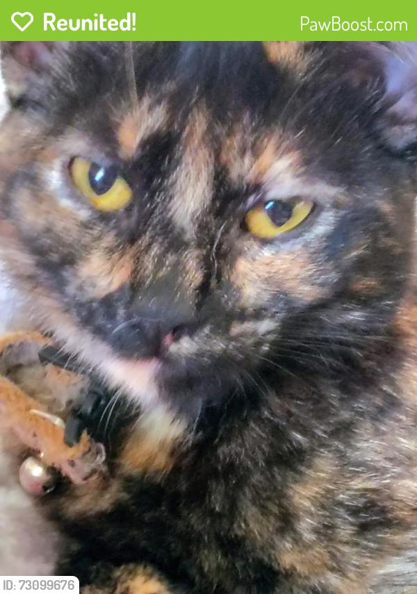 Reunited Female Cat last seen Benton, Santa Clara, CA 95050