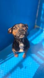 Shelter Stray Female Dog last seen ABANDONED AT SHELTER, 201 S Mt Vernon Ave, Bakersfield, CA 93307, USA