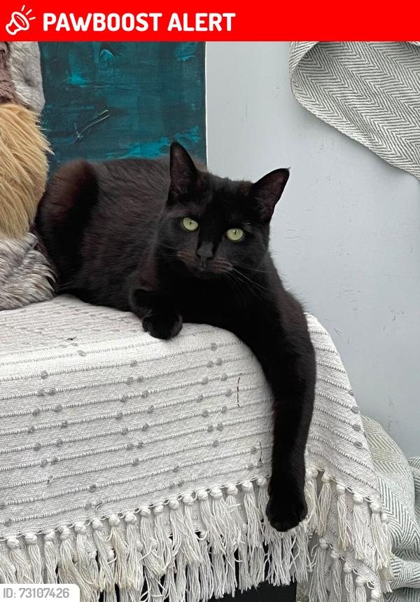 Lost Female Cat last seen hayes , Greater London, England UB4 0SB