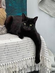 Lost Female Cat last seen hayes , Greater London, England UB4 0SB