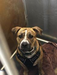 Shelter Stray Female Dog last seen , 130 Beyer Way, Chula Vista, CA 91911, USA
