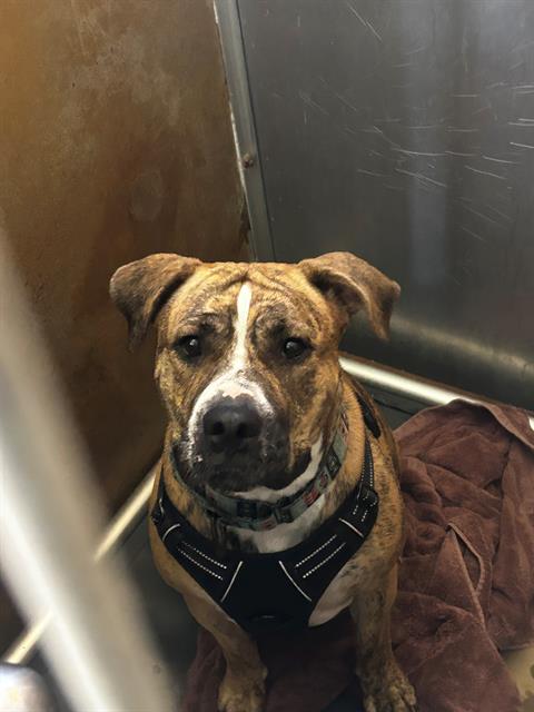 Shelter Stray Female Dog last seen , 130 Beyer Way, Chula Vista, CA 91911, USA