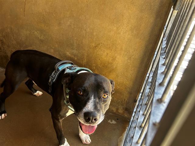 Shelter Stray Male Dog last seen , 130 Beyer Way, Chula Vista, CA 91911, USA