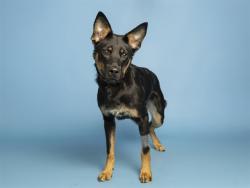 Shelter Stray Male Dog last seen N 67TH AVE/W BUTLER AVE, 5501 E Van Buren St, Phoenix, AZ 85008, USA