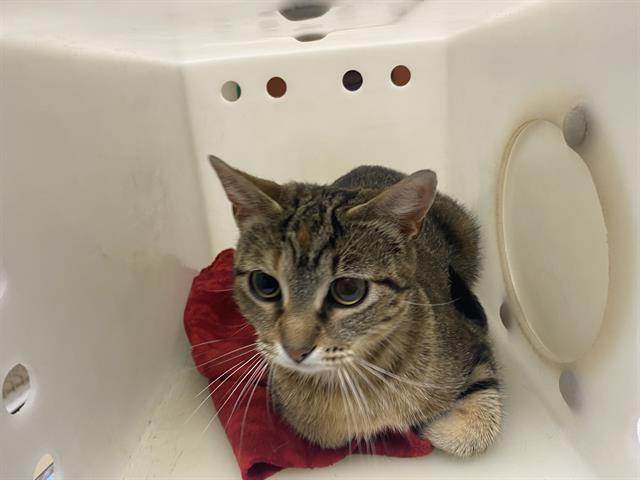 Shelter Stray Female Cat last seen 2ND CENTER, 3839 W Burnham St, West Milwaukee, WI 53215, USA
