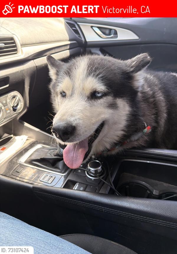 Lost Female Dog last seen Hesperia rd rustic tavern, Victorville, CA 92395