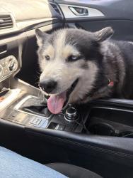 Lost Female Dog last seen Hesperia rd rustic tavern, Victorville, CA 92395