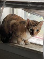 Shelter Stray Female Cat last seen Near BLOCK PARLIAMENT, 4710 TX-151, San Antonio, TX 78227, USA