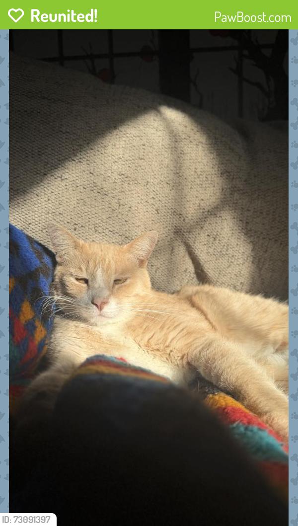 Reunited Male Cat last seen Sand lake rd, Forest City, FL 32703