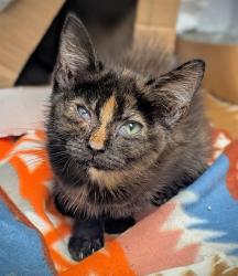 Shelter Stray Female Cat last seen Near BLOCK NW 59 WY, SUNRISE FL 33313, 2400 SW 42nd St, Fort Lauderdale, FL 33312, USA