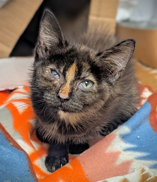 Shelter Stray Female Cat last seen Near BLOCK NW 59 WY, SUNRISE FL 33313, 2400 SW 42nd St, Fort Lauderdale, FL 33312, USA