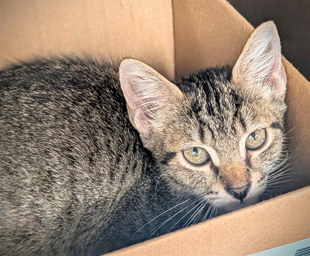 Shelter Stray Female Cat last seen Near BLOCK NW 59 WY, SUNRISE FL 33313, 2400 SW 42nd St, Fort Lauderdale, FL 33312, USA