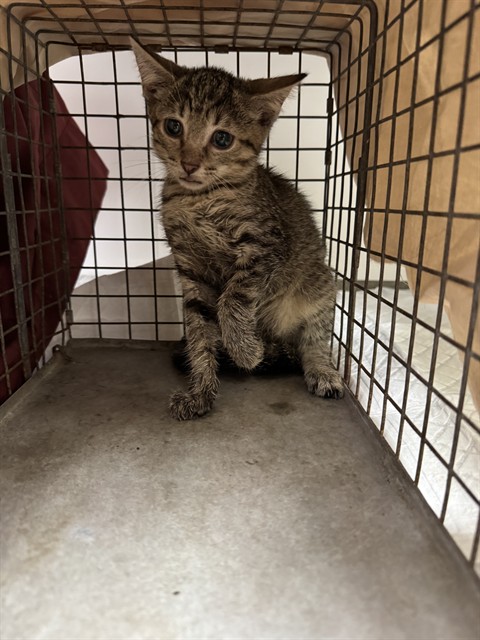 Shelter Stray Female Cat last seen Near BLOCK NW 59 WY, SUNRISE FL 33313, 2400 SW 42nd St, Fort Lauderdale, FL 33312, USA