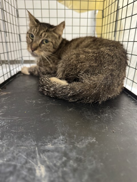 Shelter Stray Unknown Cat last seen Near BLOCK NW 59 WY, SUNRISE FL 33313, 2400 SW 42nd St, Fort Lauderdale, FL 33312, USA