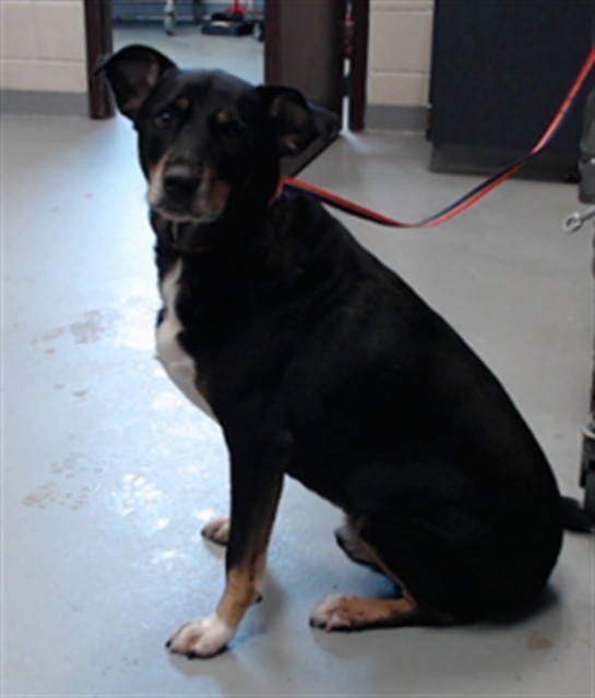 Shelter Stray Male Dog last seen Near BLOCK BRINKLEY DR, SPRING LAKE NC 28390, 4704 Corporation Dr, Fayetteville, NC 28306, USA